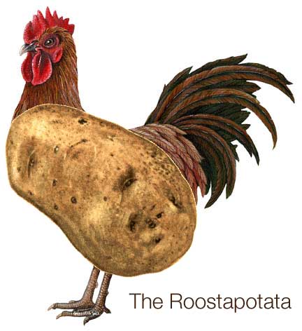 roostapotata.jpg